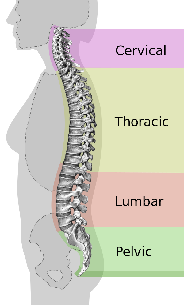parts of the spine model, types of back pain, spine sections, lumbar spine, thoracic spine, cervical spine